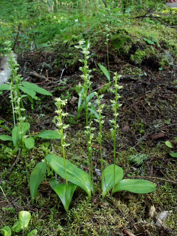 Platanthera obtusata group