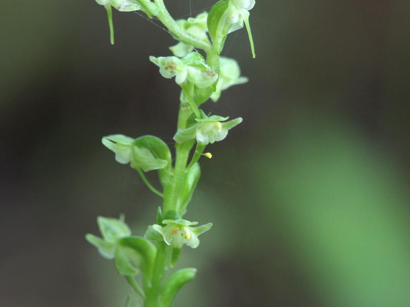 Platanthera obtusata closeup - note pollinium on lip of center flower