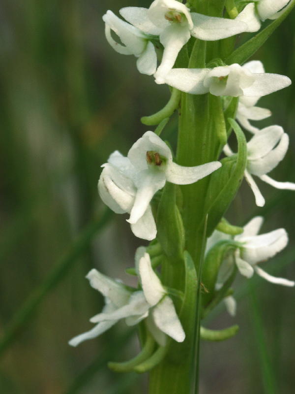 Platanthera dilatata closeup
