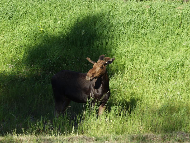 Mr. Moose says The End...