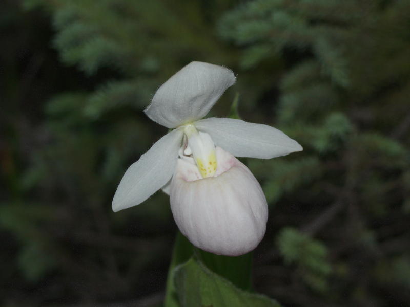Cypripedium reginae almost white
