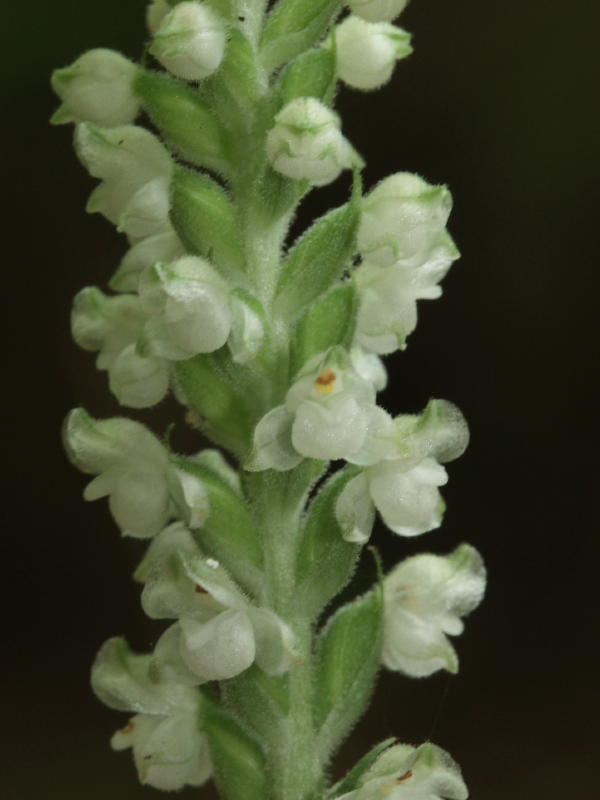 Goodyera pubescens - fuzzy closeup