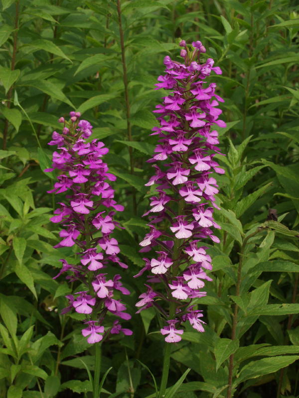 Platanthera peramoena pair