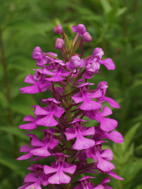 Platanthera peramoena - closeup of rightmost stem of pair