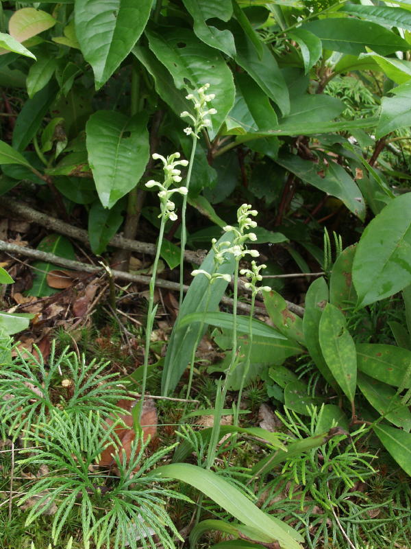 Gymnadeniopsis clavellata just beginning to open