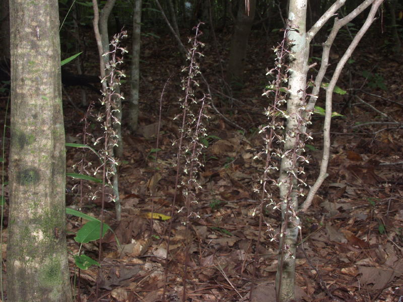 Tipularia discolor group