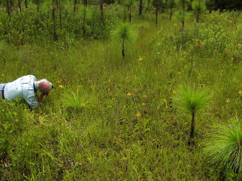 Bob Ferry shooting Platanthera ciliaris group