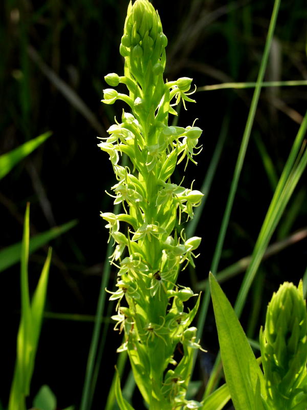 Habenaria repens