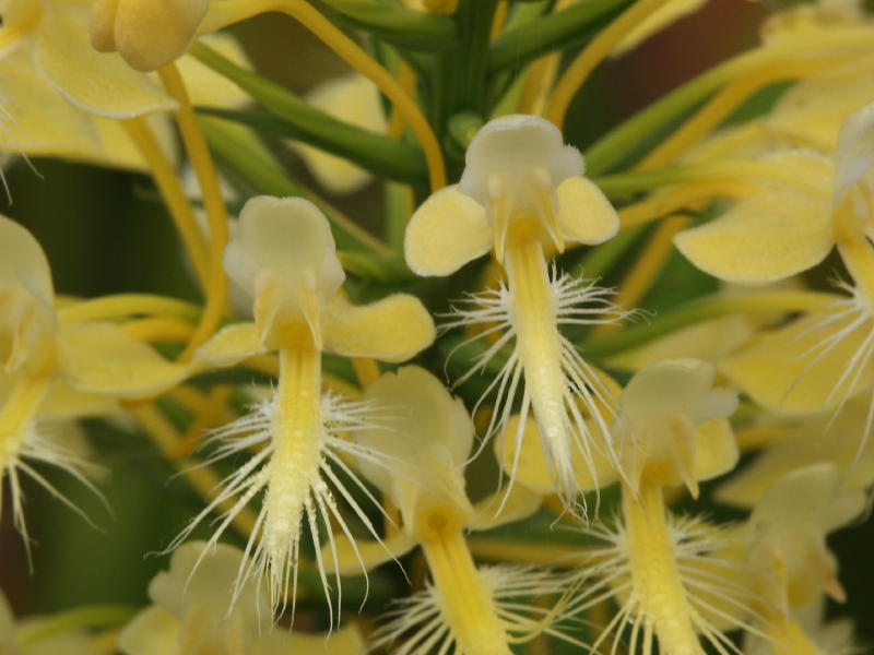 Platanthera Xlueri (formerly Xbicolor) closeup