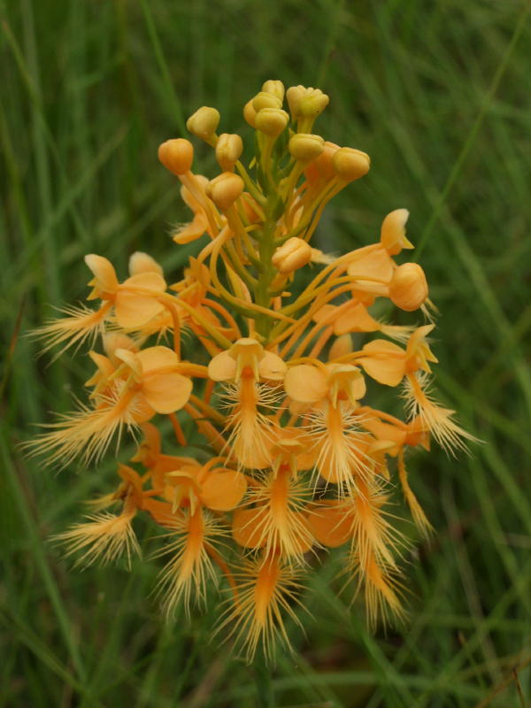 Platanthera ciliaris