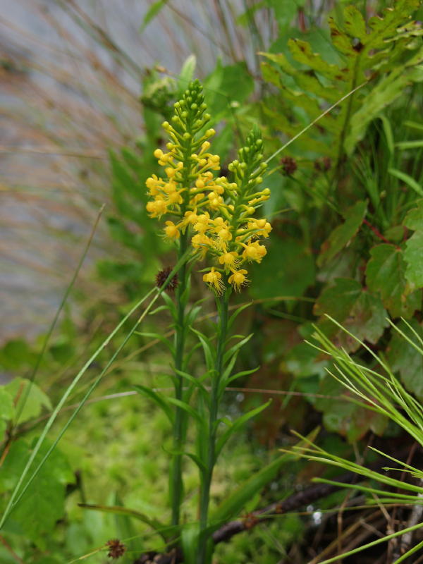 Late blooming Platanthera cristata - note numerous large bracts on stem - possible hybrid