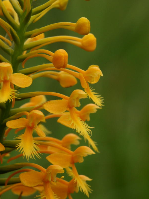 Unknown Platanthera hybrid - possibly Platanthera Xchannellii - note anthers and fringe on lip
