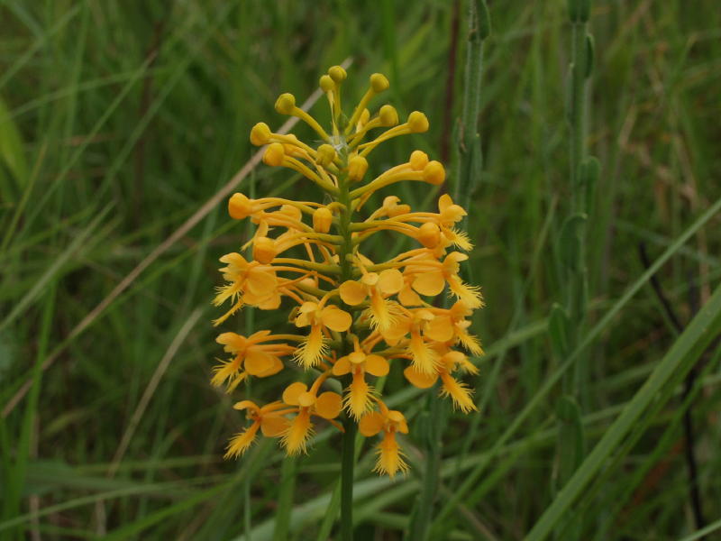 Unknown Platanthera hybrid - possibly Platanthera Xchannellii