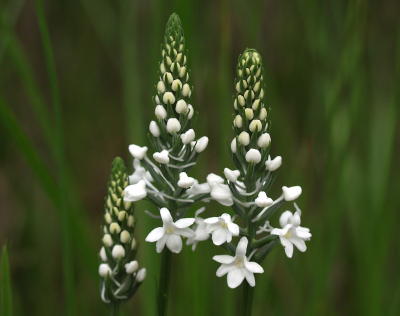 January - Gymnadeniopsis nivea