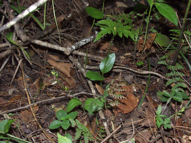 Two Malaxis spicata plants in seed (note two glossy green leaves on each plant)