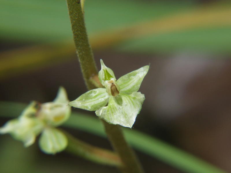 Ponthieva racemosa just beginning to bloom
