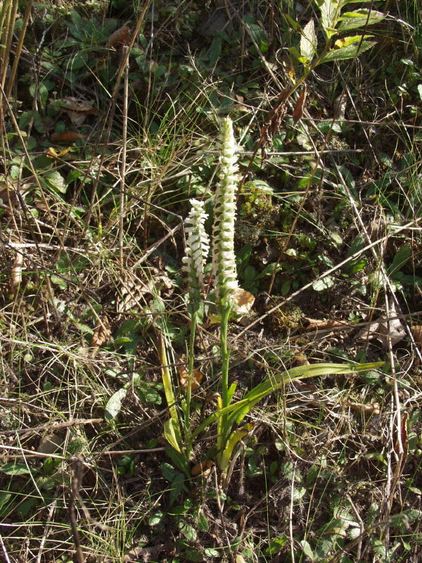 Spiranthes cernua with leaves at location 2