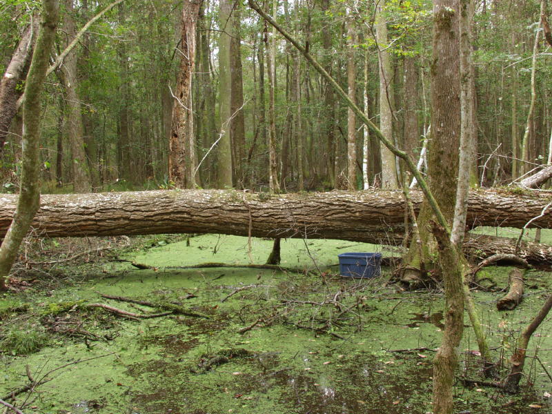 Downed tupelo loaded with E. magnoliae (bucket is 3 long)- photo shows middle 1/3 of tree