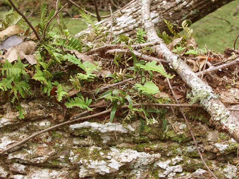 E. magnoliae growing with Polypodium polypodioides (resurrection fern)