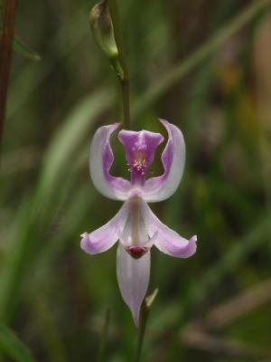 June, 2005 - Late Spring Orchids - Francis Marion National Forest