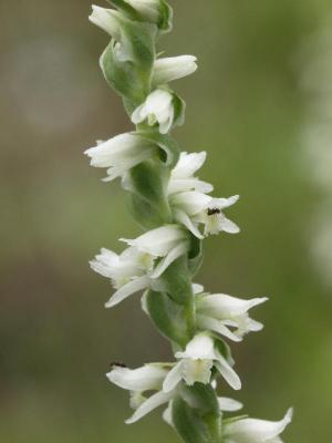 Spiranthes vernalis