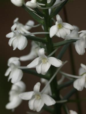 Gymnadeniopsis nivea closeup