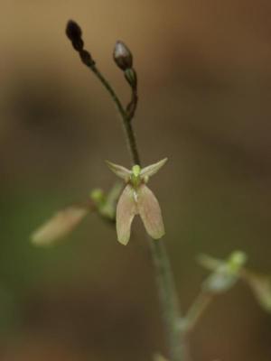 Listera smallii (closeup)