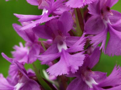 Platanthera grandiflora closeup (note round nectary opening)