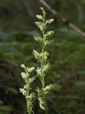 Platanthera obusata - Woodridge Bog