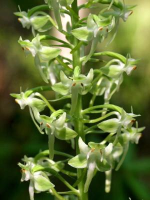 Platanthera orbiculata - Woodridge Bog