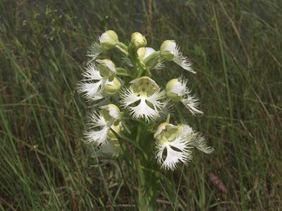 Platanthera praeclara - Tall Grass Prairie