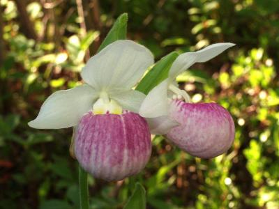 Cypripedium reginae double-flowered stem