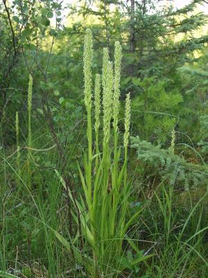 Platanthera huronensis group - very vigorous plants about 3' tall