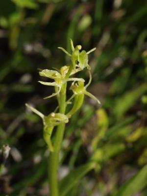 Liparis loeselii closeup