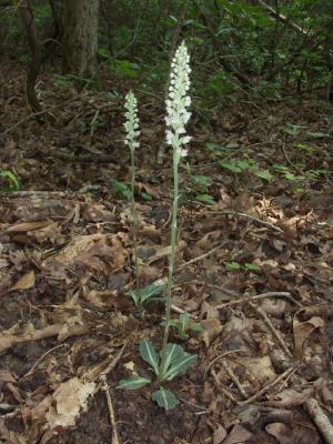 Goodyera pubescens - whole plant