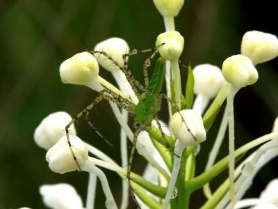 Platanthera blephariglottis var. conspicua with emerald colored spider
