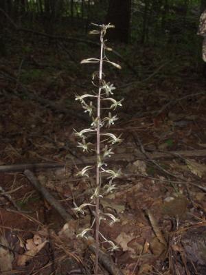Tipularia discolor in dark oak-beech-pine woods