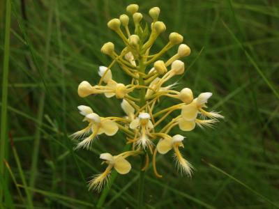 Platanthera Xlueri (formerly Xbicolor) - note white edge of petals and dorsal sepal