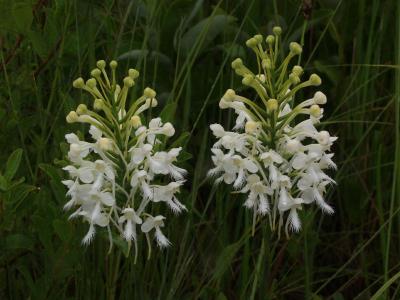 Platanthera blephariglottis var. conspicua pair