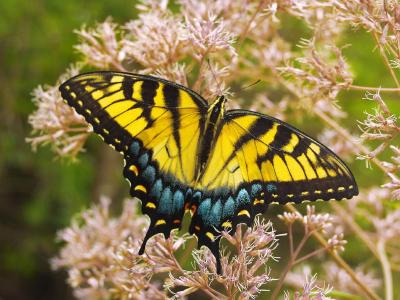 Tiger swallowtail butterfly (Papilio glaucas)  on Joe Pye weed (Eupatorium fistulosum)