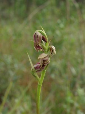 Pteroglossaspis ecristata (this is what the seed capsules looked like last month...)