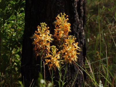 Platanthera ciliaris group (very late bloomers)