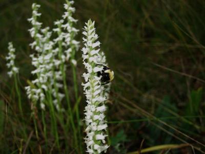 Bumble bee on Spiranthes cernua at location 2