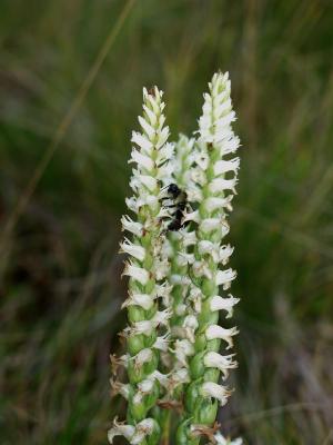 Bumble bee on Spiranthes cernua at location 2
