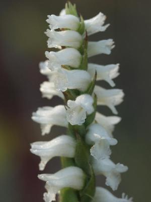 2005-10-15 Spiranthes cernua along and near the Blue Ridge Parkway, NC