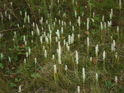 Spiranthes cernua drift at location 2