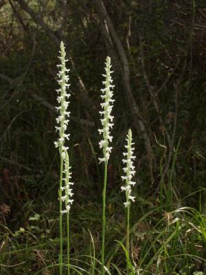 Spiranthes odorata group (inflorescences are 6 tall)
