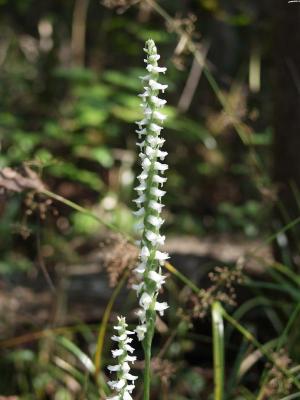 Large S. odorata - inflorescence about 8 tall