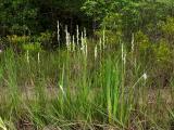 Spiranthes laciniata group 1