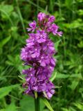 Platanthera grandiflora